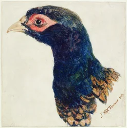 Cock Pheasant, The Farnley Book of Birds