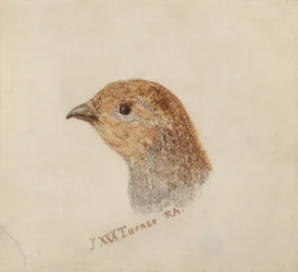 Partridge, from The Farnley Book of Birds