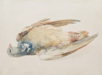 Pigeon, from The Farnley Book of Birds