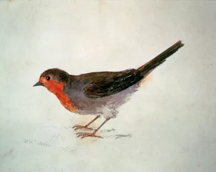 Robin, from The Farnley Book of Birds