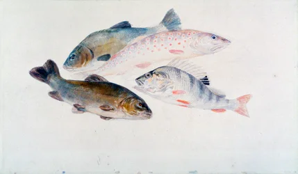Study of Fish: Two Tench, a Trout and a Perch