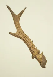 Horn dug up in St Ewen