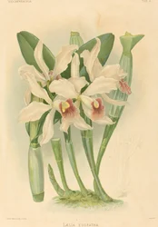Laelia Euspatha