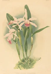 Laelia Elegans Schilleriana