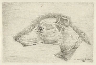 Head of a Greyhound