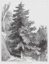 The Larch