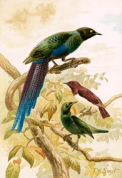 Glossy Starlings