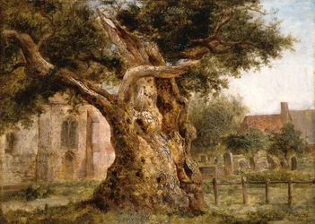 The Old Oak