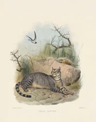 African Wildcat