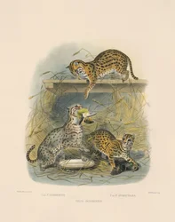 Asian Bengal Cats
