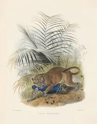 Asian Golden Cat