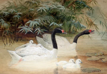 Black-necked swan (Cygnus nigricollis), 1852-54