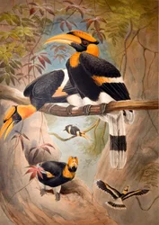 Concave casque Hornbill
