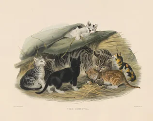 Domestic Cat with Kittens