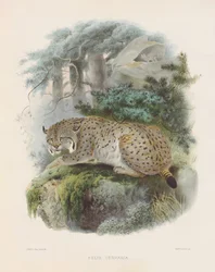Eurasian Lynx