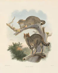 European Wildcat