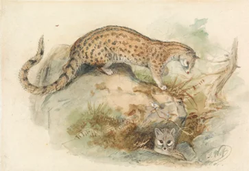 Genets