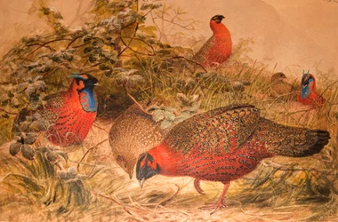 Horned Tragopan (Ceriornis satyra)