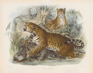 Jaguar