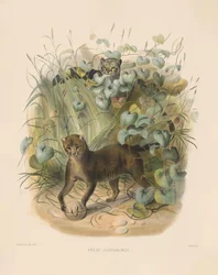 Jaguarundi