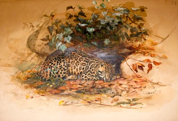 Ocelot