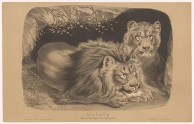 Lion and Lioness