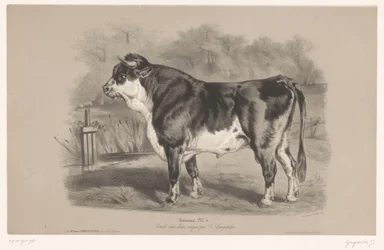 Bull in a meadow (series title: Animal studies in two types of chalk)