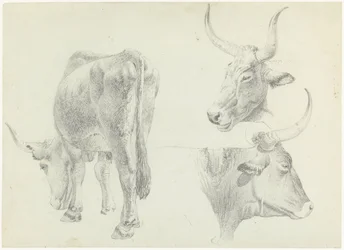 Three Studies of Italian Cattle