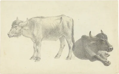 Lying and Standing Cattle