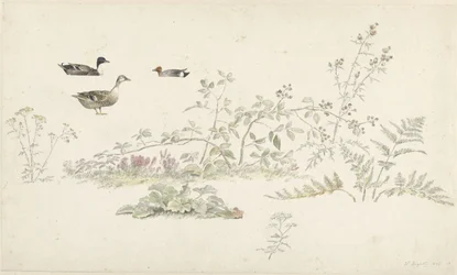 Study Sheet with Plants and Waterfowl