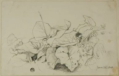 Clump of Leaves and Flowers