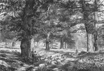 In Sherwood Forest, c1875