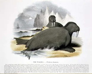 The Walrus (Trichecus rosmarus) educational illustration pub. by the Society for Promoting Christian Knowledge