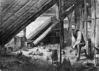 Carrier Pigeons in 1870 (illustration)