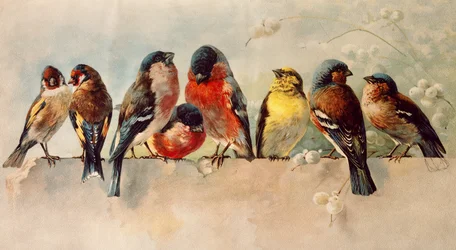 Birds