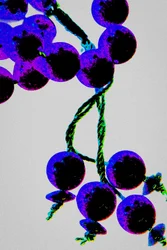 Purple Prayer Beads, from the series Misbaha