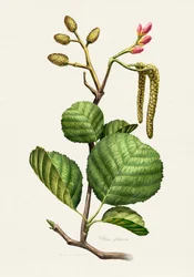 Alder Botanical Study