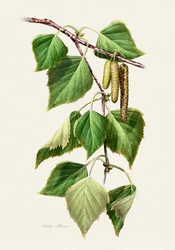 Birch Leaves and Catkins