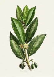 Botanical Leaves and Fruit