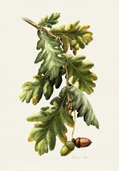 Botanical Oak Acorns