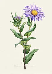 Purple Aster Botanical Study