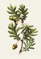Pyrenean Oak Botanical Art