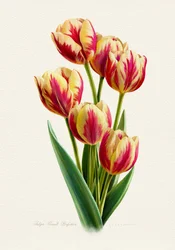 Vibrant Striped Tulips