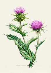 Vibrant Thistle Botanical