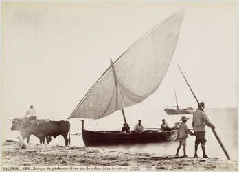 Oxen Pull a Fishing Boat onto the Beach in Valencia