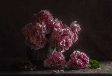 Dark Pink Peonies