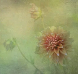 Dreamy Dahlia Bloom