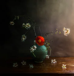Moody Poppy Blossoms