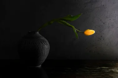 Yellow Tulip Still Life