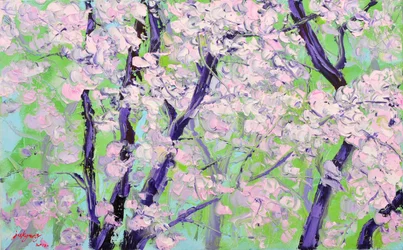 Blooming Cherry Trees